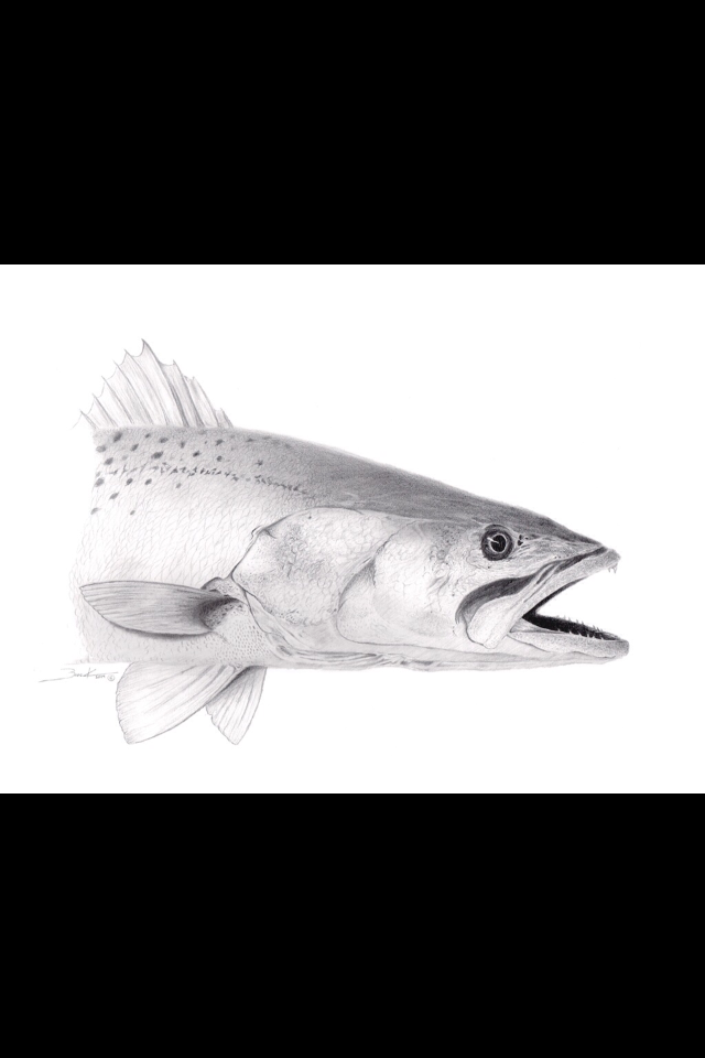 “Trout” Limited Edition Print