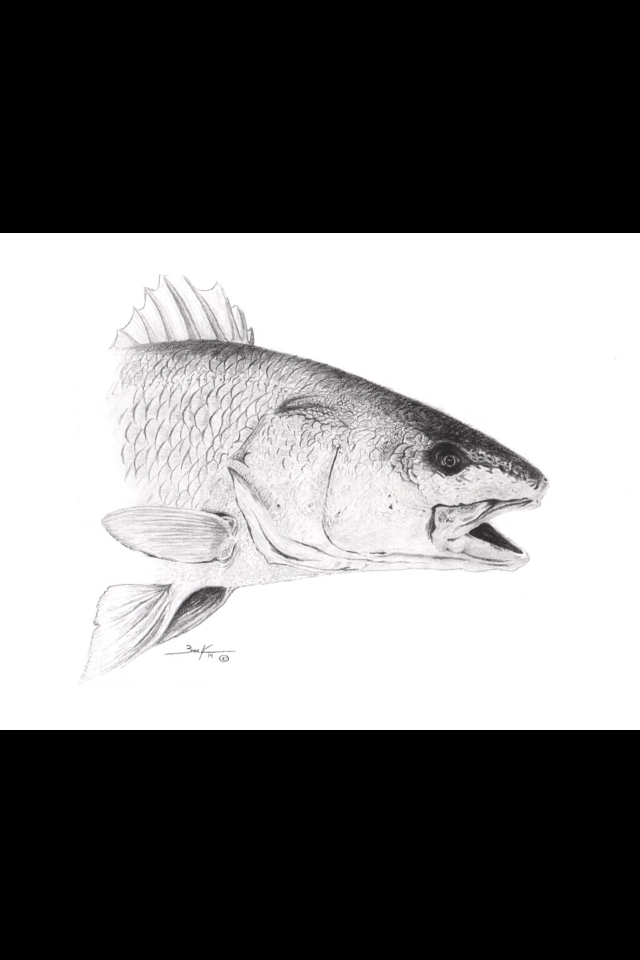 “Redfish” Limited Edition print