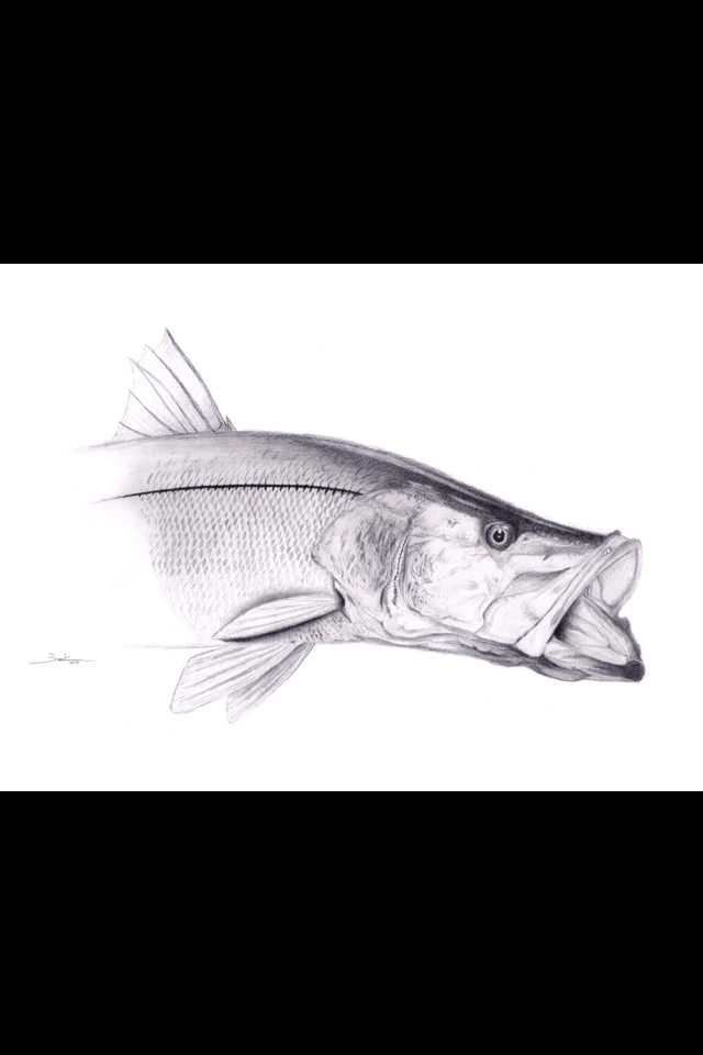 “Snook” Limited Edition Print